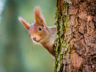 Curious red squirrel peeking behind the tree trunk