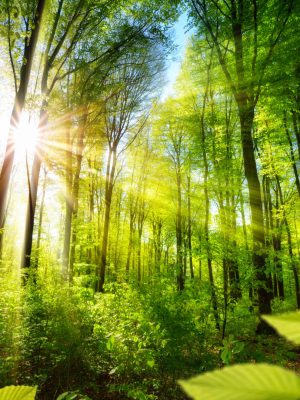 Scenic forest of fresh green deciduous trees framed by leaves, with the sun casting its warm rays through the foliage