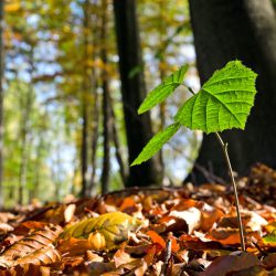 Buche Baum Spross Wald Buchenkeimling  Jungbaum wachsen