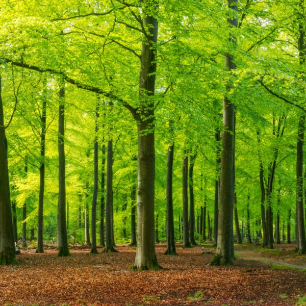 Panoramic,View,Of,Sun,Shining,Through,Vibrant,Green,Leaves,In